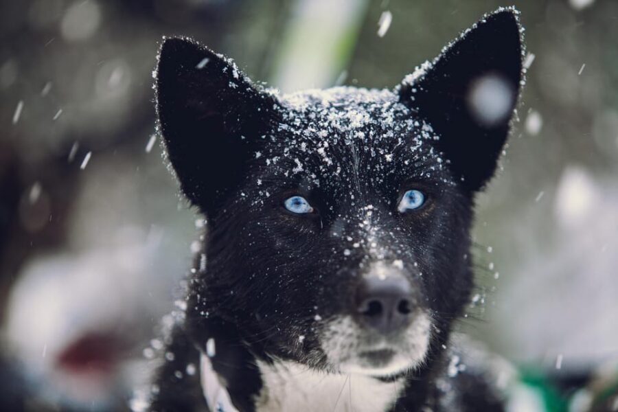 From Tromsø: Advanced Dog Sledding Tour at Camp Tamok - Price and value: is $313 worth an advanced Arctic workout?