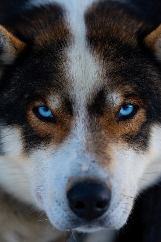 From Tromsø: Dog Sledding Adventure in Tamokdalen - Key highlights worth marking on your map
