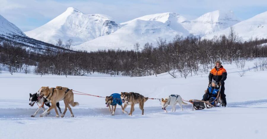 From Tromsø: Dog Sledding Adventure in Tamokdalen - From Tromsø Havn Prostneset to Tamokhuset: expect a long coach day (in a good way)
