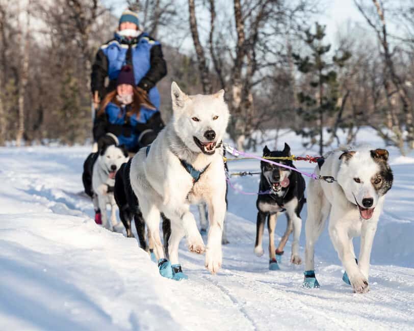 From Tromsø: Dog Sledding Experience with Transfer - Quick Hits (What You’ll Actually Remember)