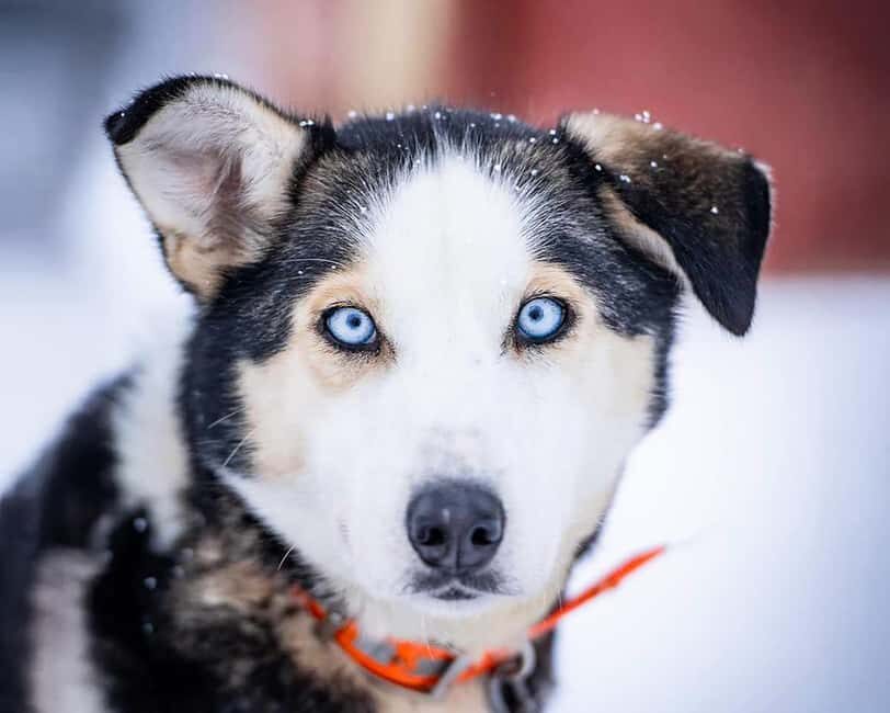 From Tromsø: Dog Sledding Experience with Transfer - Kitted Up for Arctic Cold: what the included gear really means