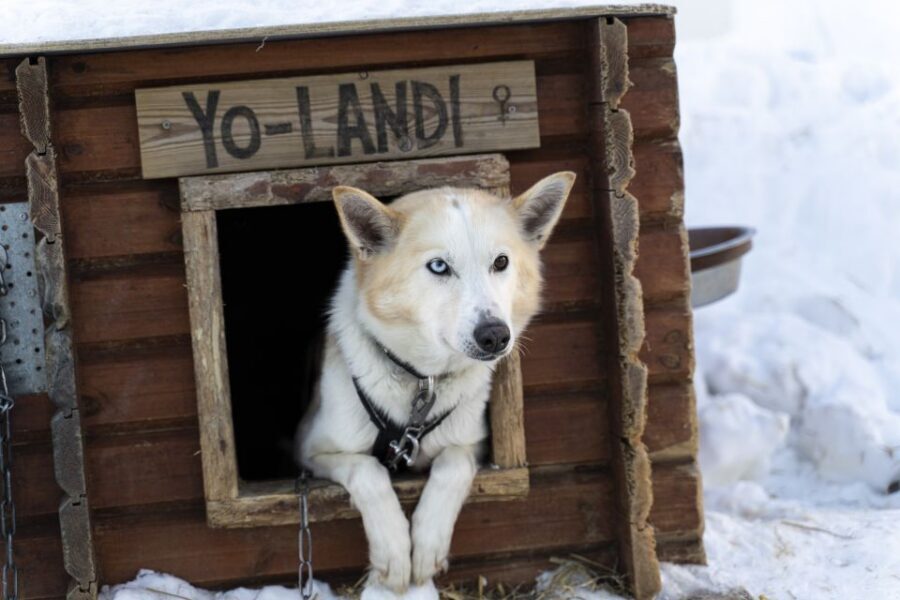 From Tromsø: Fun and Easy Dog Sledding Adventure - Key things you’ll notice right away