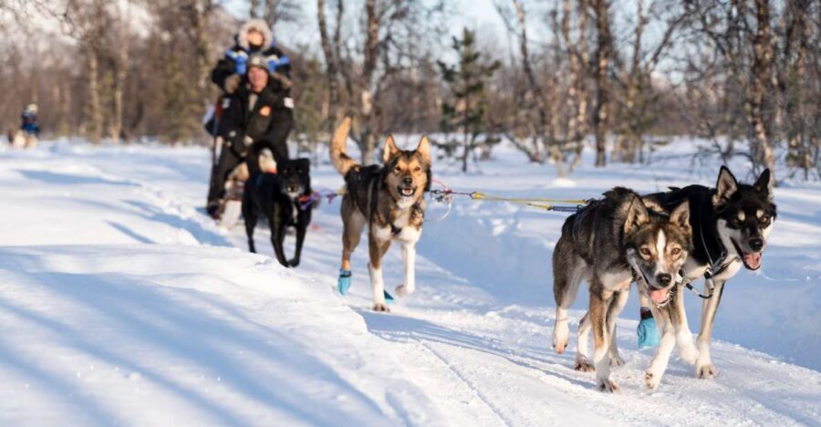 From Tromsø: Fun and Easy Dog Sledding Adventure - Why Breivikeidet husky sledding feels calmer than a typical day tour