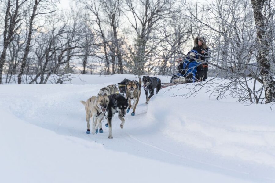 From Tromsø: Fun and Easy Dog Sledding Adventure - Driving a husky team: real control with a partner beside you