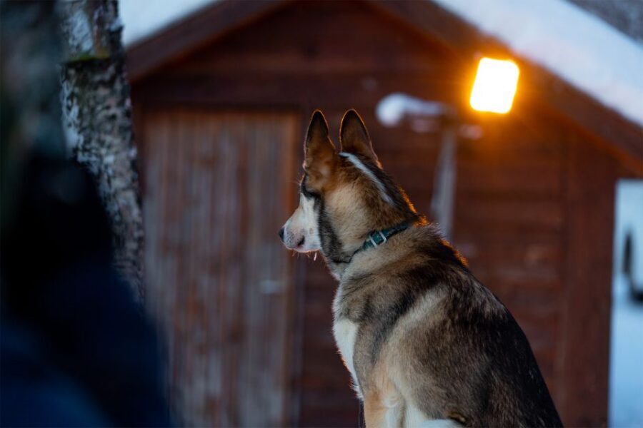 From Tromsø: Fun and Easy Dog Sledding Adventure - How the guides shape your experience (and why jokes help)