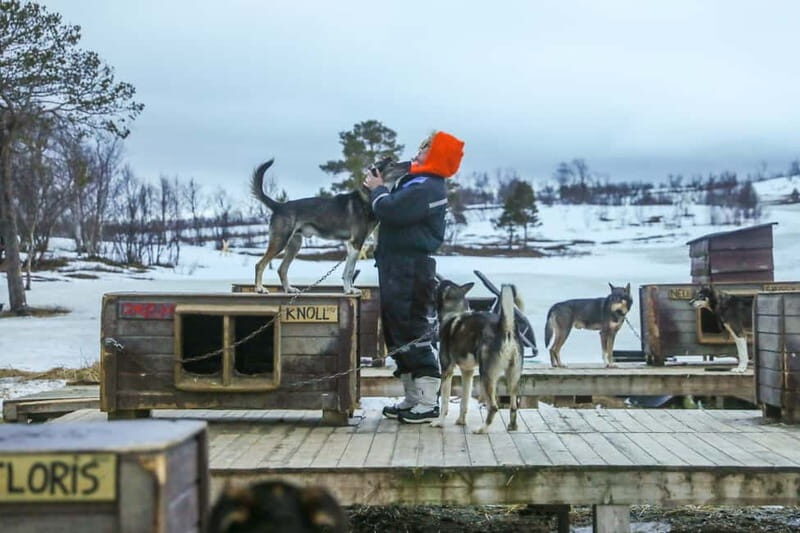From Tromsø: Guided Husky Snowshoe Hike and Husky Camp Visit - Price and value: what $187 buys you in real terms