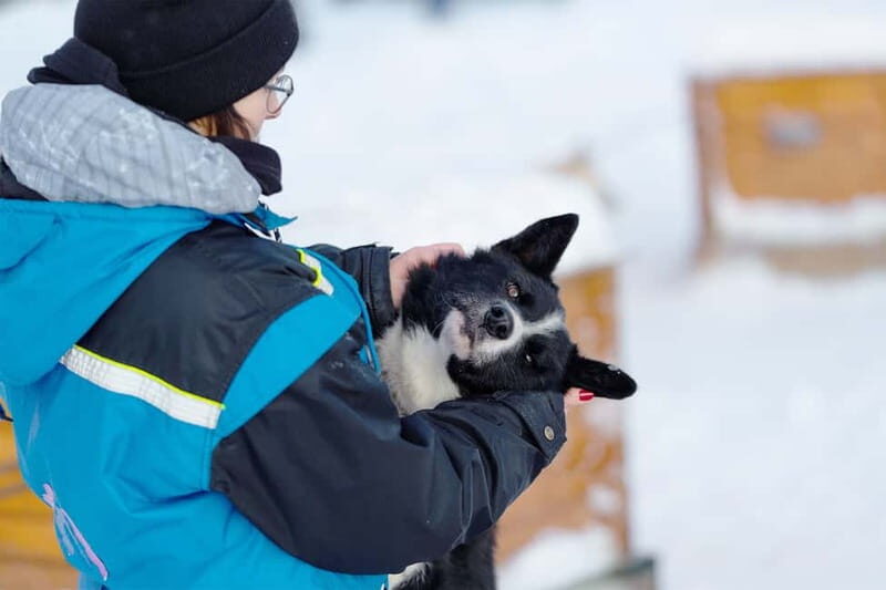 From Tromsø: Husky Experience with Self-Drive Dog Sled Ride - Tromsø to Breivikeidet: the Scenic Bus Ride That Sets the Mood
