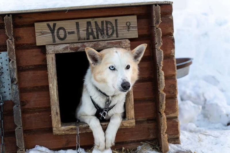 From Tromsø: Husky Experience with Self-Drive Dog Sled Ride - The Short Self-Drive Husky Sled Ride (10–15 Minutes Each Way)