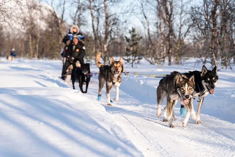 From Tromsø: Husky Experience with Self-Drive Dog Sled Ride - Who This Husky Self-Drive Tour Suits Best