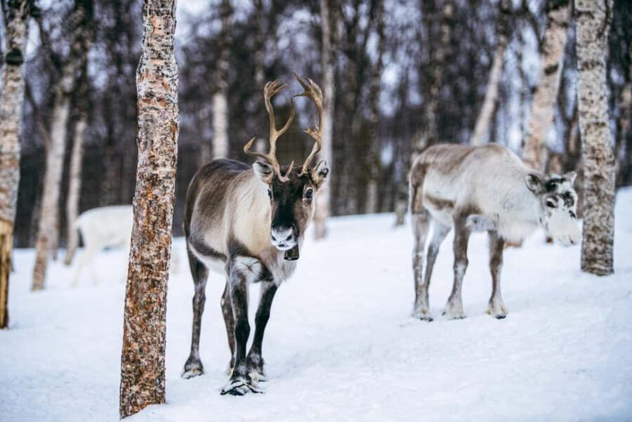 From Tromsø: Ice Domes Snow Park and Wilderness Experience - Food in a lavvu: why the meal matters more than you expect