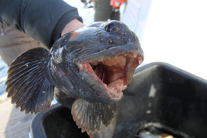 From Tromsø: Polar Fishing Adventure - What this Tromsø fishing trip is really like