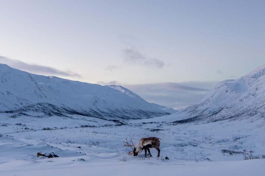 From Tromsø: Snowshoe Hike with Local Guides - Transportation and Timing: Why 270 Minutes Works