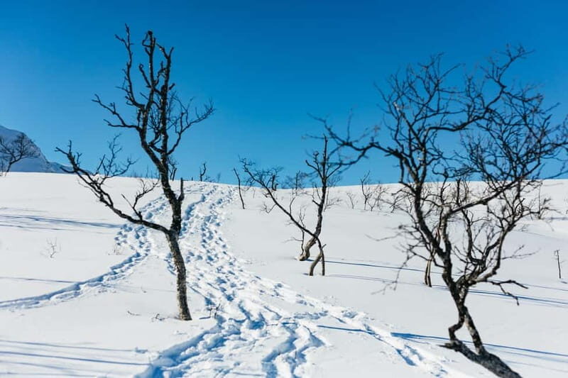From Tromsø: Snowshoeing Hike with Picnic Lunch and Photos - Who This Tour Fits Best (and Who Should Skip)