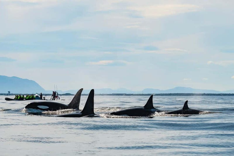 From Tromso: Whale Watching in Magic Skjervoy - Key things to know before you go