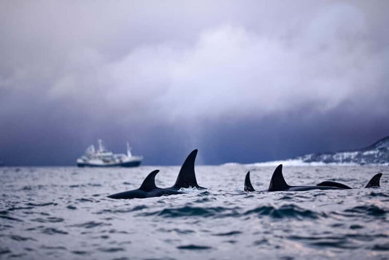 From Tromso: Whale Watching in Magic Skjervoy - Who should book, and who should skip this RIB whale trip
