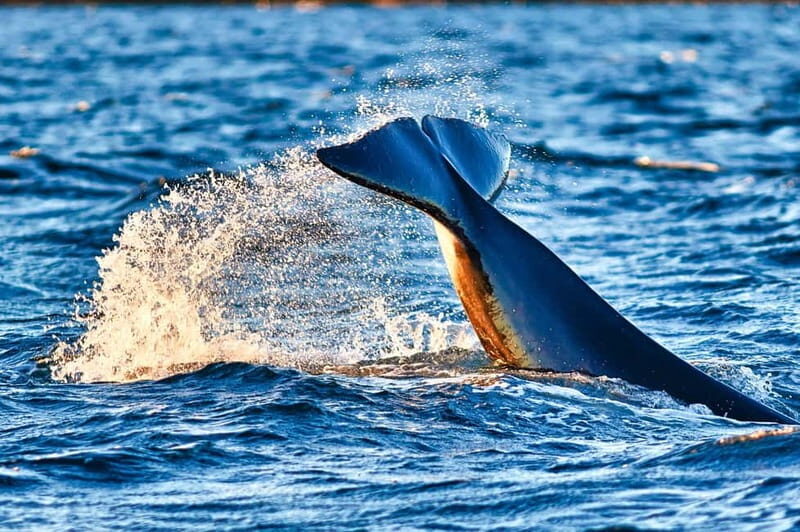 From Tromso: Whale Watching in Magic Skjervoy - Leaving Tromsø at dawn: the fjord drive you can actually enjoy