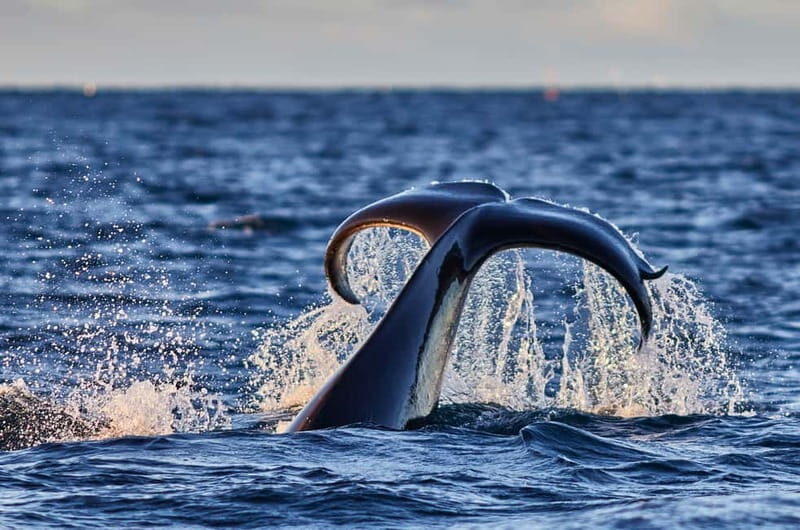 From Tromso: Whale Watching in Magic Skjervoy - The RIB experience: why small-group viewing matters when whales surface