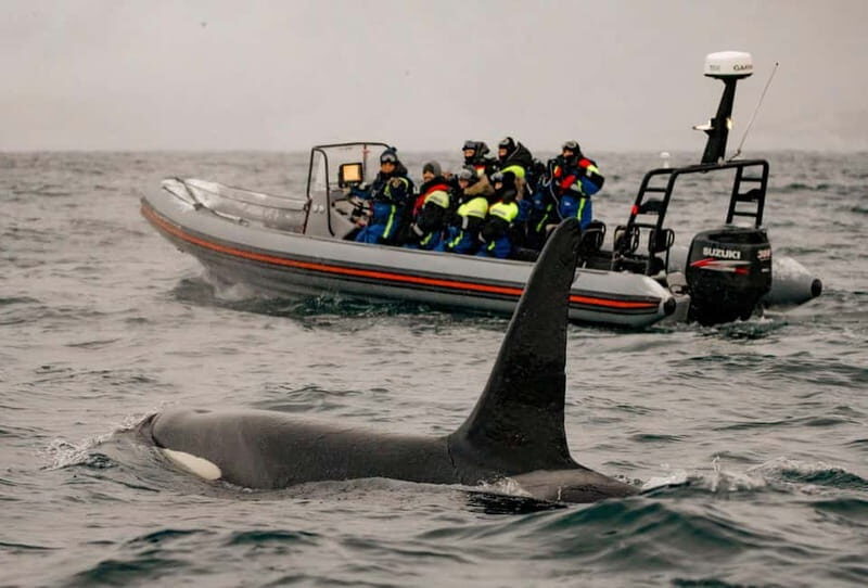 From Tromso: Whale Watching in Magic Skjervoy - Orcas, humpbacks, and the Skjervøy herring buffet