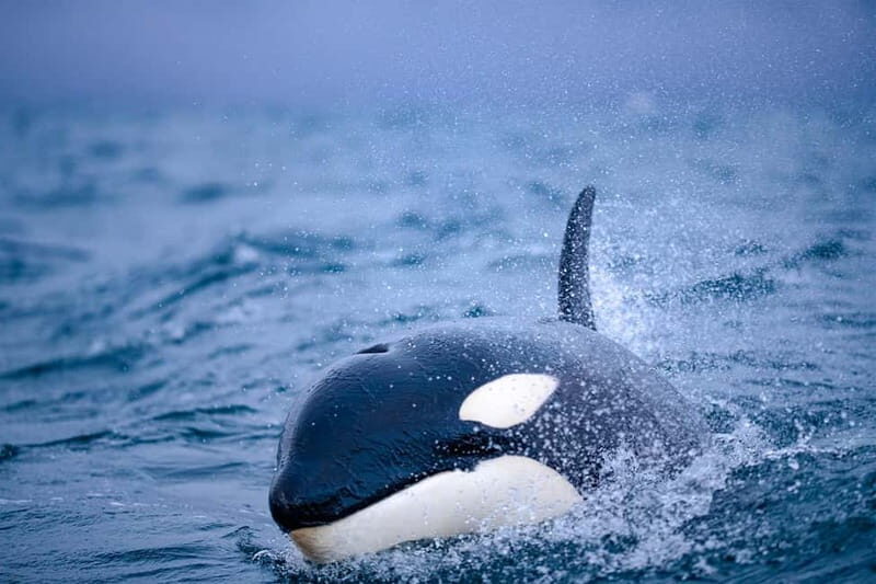 From Tromso: Whale Watching in Magic Skjervoy - Crew skills, rules, and getting the best possible sighting