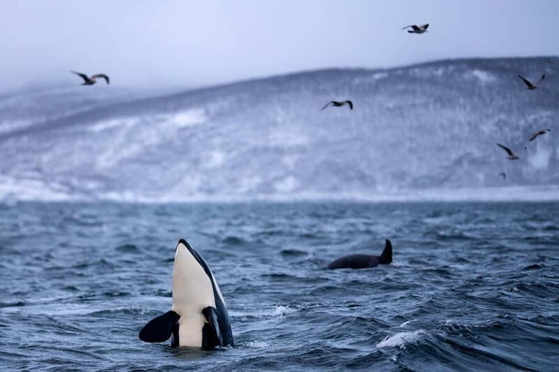 From Tromso: Whale Watching in Magic Skjervoy - Timing, warmth breaks, and the clubhouse reset