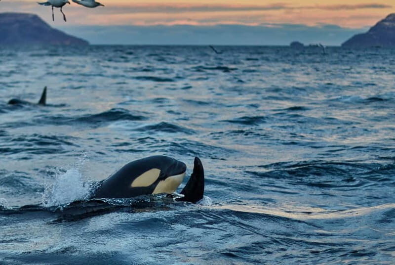 From Tromso: Whale Watching in Magic Skjervoy - Price of $356: is it worth it, and what you actually get