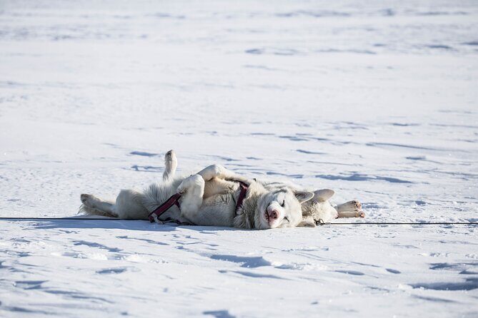 Fun & Easy Dog Sledding Adventure from Tromsø - Early Bird Tour - Key things that make this Tromsø dog sledding tour work