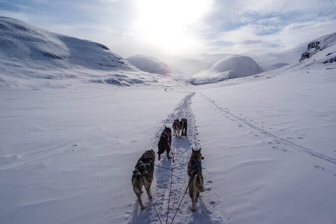 Fun & Easy Dog Sledding Adventure from Tromsø - Early Bird Tour - Tromsø at 8:10 am: start time, meeting point, and what to bring