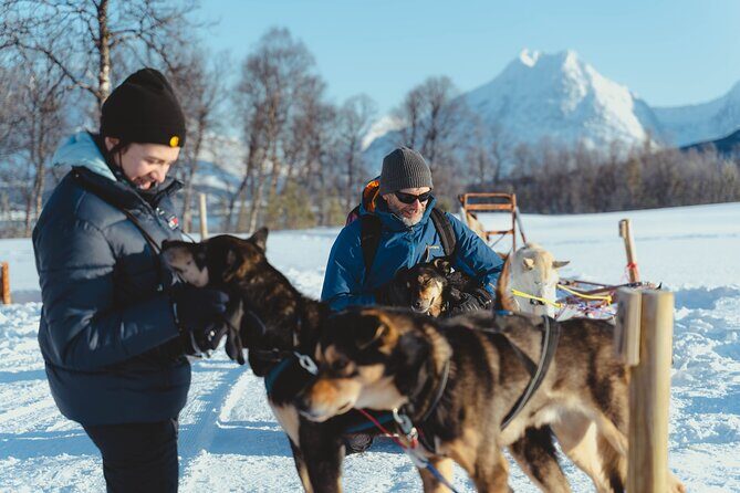Fun & Easy Dog Sledding Adventure from Tromsø - Early Bird Tour - Two people per sled and true self-drive: how the experience feels on the controls