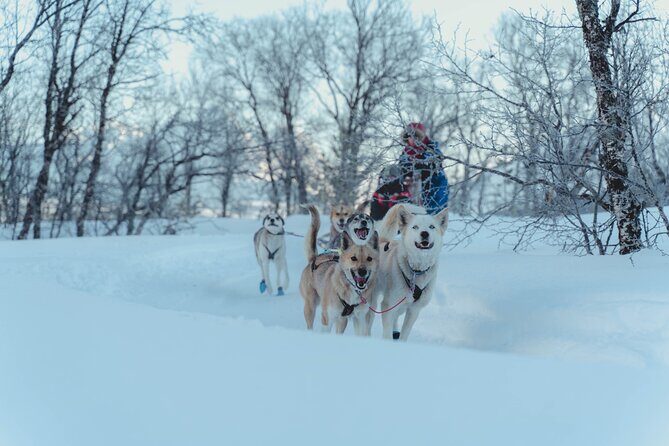 Fun & Easy Dog Sledding Adventure from Tromsø - Midday Tour - Stop 1 and Stop 2: What Those Named Stops Mean for You