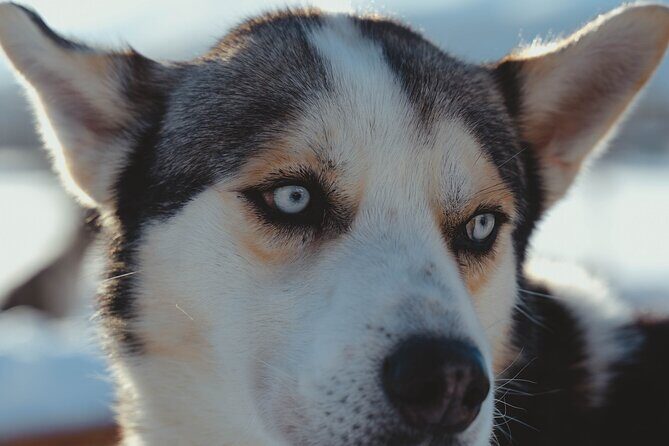 Fun & Easy Dog Sledding Adventure from Tromsø - Midday Tour - Cold-Weather Gear That Actually Helps You Enjoy the Ride