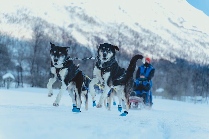 Fun & Easy Dog Sledding Adventure from Tromsø - Noon Tour - Key Points Before You Go