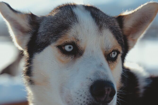 Fun & Easy Dog Sledding Adventure from Tromsø - Noon Tour - Why This Noon Dog Sledding Trip Feels Different