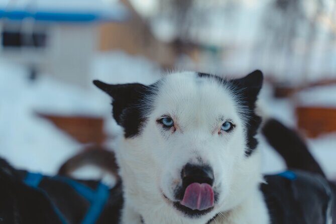 Fun & Easy Dog Sledding Adventure from Tromsø - Noon Tour - The Ride Time: Why It May Feel Shorter Than You Imagined