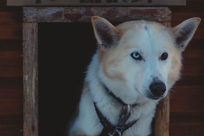 Fun & Easy Dog Sledding Adventure from Tromsø - Noon Tour - Husky Farm Visit: Pets, Cuddles, and Real Dog Care