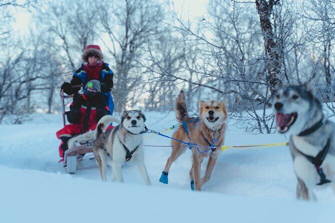 Fun & Easy Dog Sledding Adventure from Tromsø - Noon Tour - Coffee, Tea, and the End-of-Trip Treat