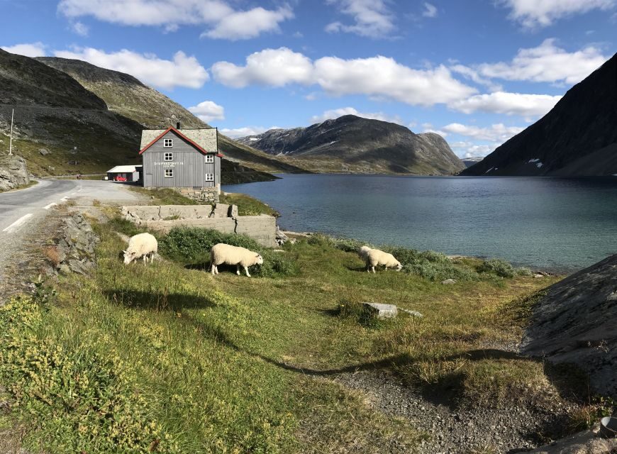 Geiranger: Dalsnibba, Flydalsjuvet, Eagle Bend & Fjords Tour - Price and value: what $115 buys you in the real world