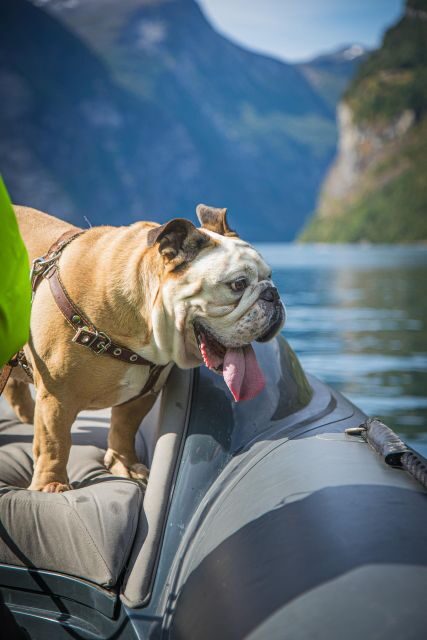 Geiranger: Guided Geirangerfjord Boat Tour - Should You Book This Geirangerfjord Boat Tour?