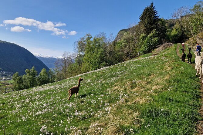 Guided Hiking tour on the Lands of Steim Farm in Vik, Norway - Key Things You’ll Notice on This Lands of Steim Farm Hike