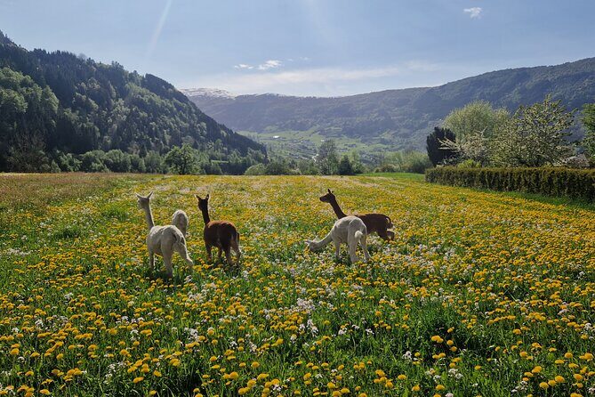 Guided Hiking tour on the Lands of Steim Farm in Vik, Norway - Steim Farm Meet-Up: Alpacas, Goats, and the Start of Your Walk