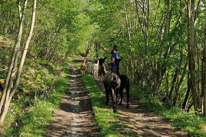 Guided Hiking tour on the Lands of Steim Farm in Vik, Norway - Logistics Made Simple: Duration, Meeting Point, Mobile Ticket, and Weather
