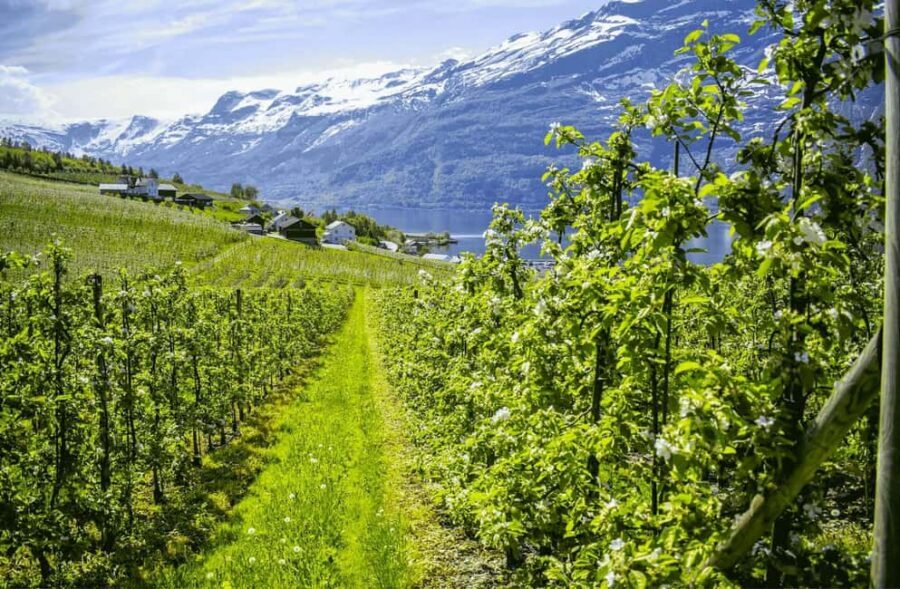 Guided tour: Hardangerfjord, Waterfalls and Ferry crossing - Mørkhølsfossen: a quieter waterfall stop that doesn’t waste time