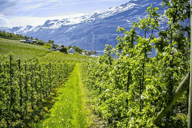Guided tour to Hardangerfjord with Waterfalls and Ferry Crossing - Why this Hardangerfjord bus-and-ferry day works