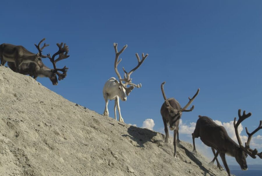 Honningsvåg: North Cape Summer Tour with Sami Family Visit - Sami family visit: respectful intentions, but check what you’re booking for