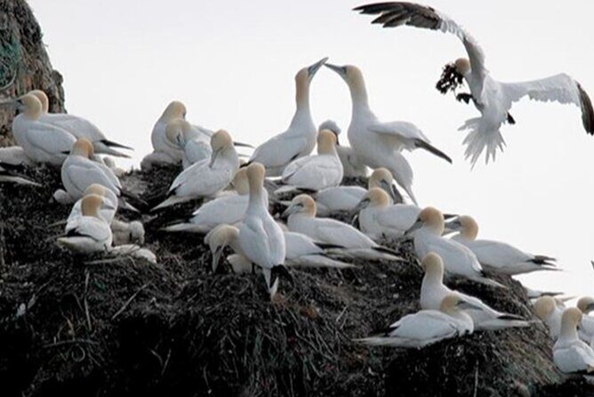 Honningsvåg Shore Bird Safari Adventure - Key highlights before you go