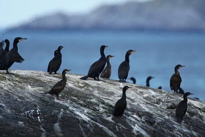 Honningsvåg Shore Bird Safari Adventure - Gjesvaer Shore Safari in Three Hours: What the Timing Really Gives You