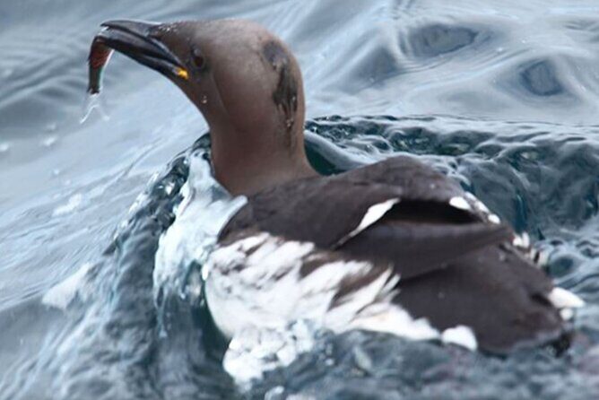Honningsvåg Shore Bird Safari Adventure - The Boat Cruise to Gjesværstappan: Why This Part Matters Most