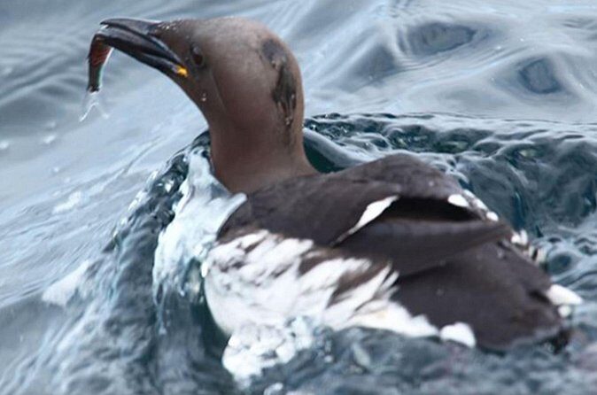 Honningsvåg Shore Bird Safari Adventure - Onboard Extras: Coffee, Biscuits, and the Human Pace of the Trip