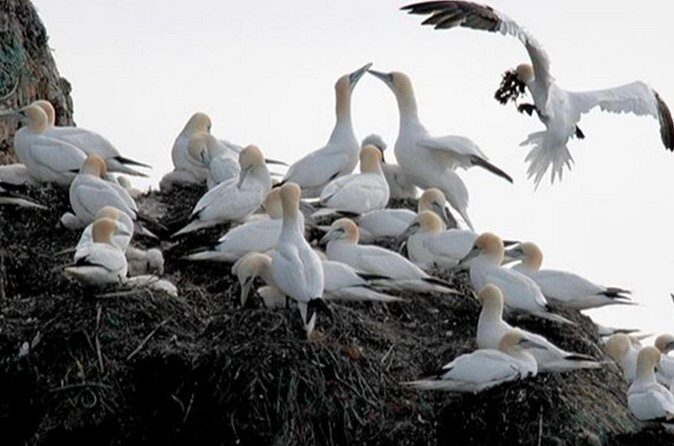 Honningsvåg Shore Bird Safari Adventure - Price and Value: Is $306.51 Reasonable for What You Get?