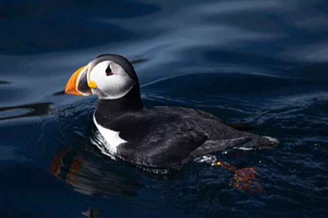Honningsvåg Shore Bird Safari Adventure - Group Size Reality: Small-Group Promise vs. What Can Happen