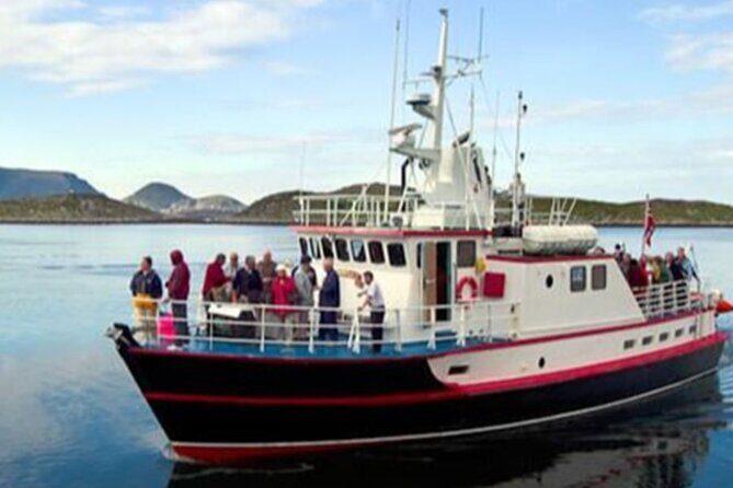 Honningsvåg Shore Bird Safari Adventure - From Honningsvåg to Gjesvær: The Arctic Drive You’ll Actually Enjoy